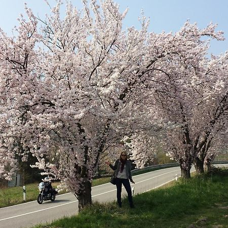 Ferienwohnung Berger Kurparkresidenz Bad Bergzabern Kültér fotó